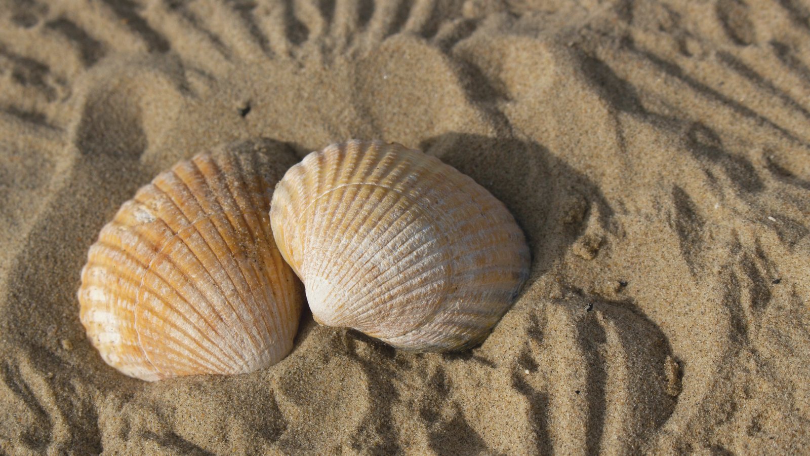 Two shells resting side by side on rippled sand